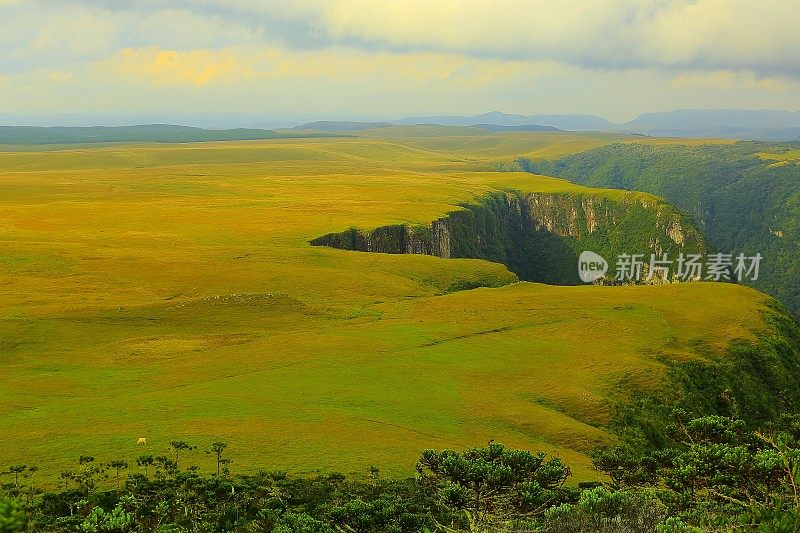 在峡谷草甸上，巴西南大草原上的一头奶牛