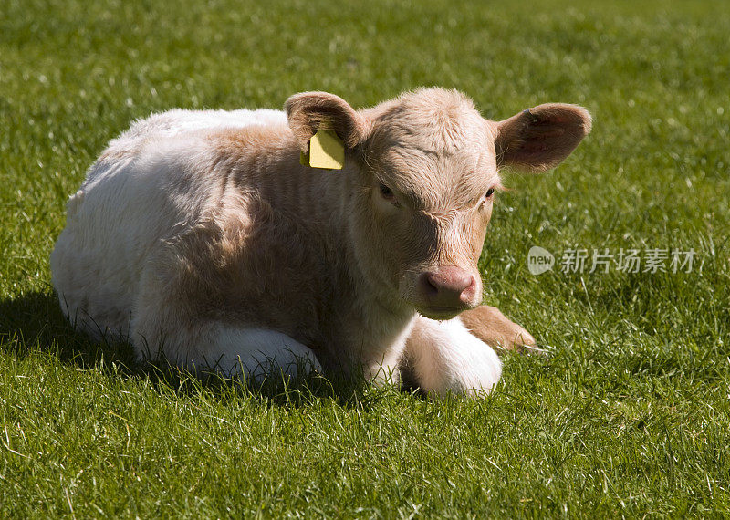 在水平视野下躺在草地上的小牛