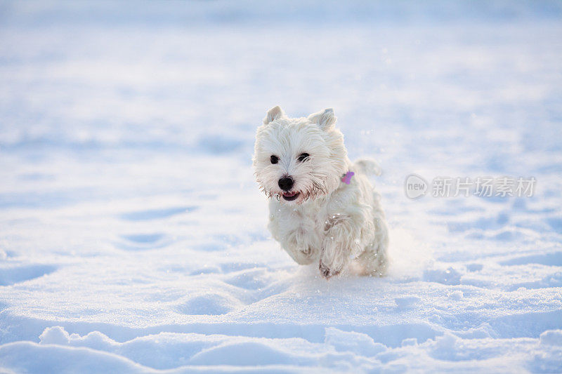 Westie在外面玩雪