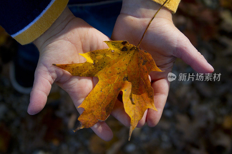 叶子在一个孩子的手里。