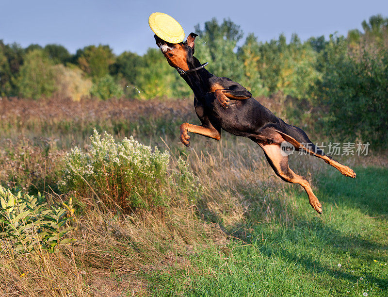 惊人的强大的杜宾夹犬跳跃到户外接飞盘