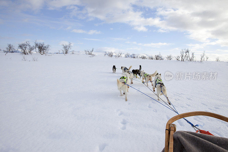 哈士奇拉雪橇穿过新雪