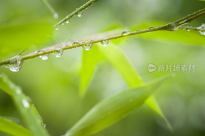 竹子和雨