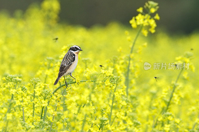 栖息在油菜上的风铃草