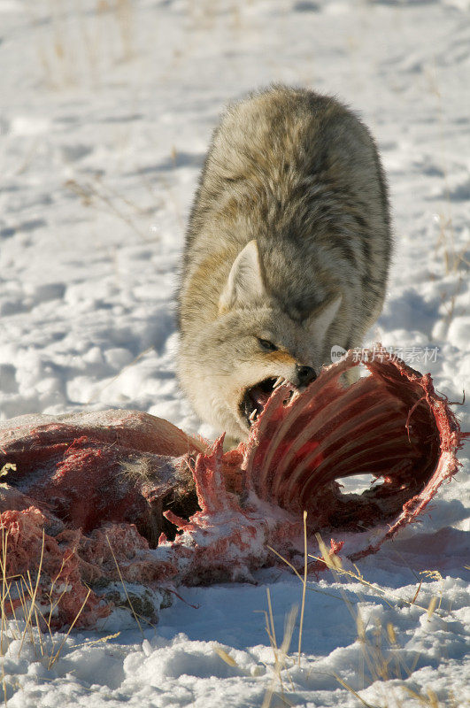 蒙大拿州的郊狼正在吃鹿的胸腔