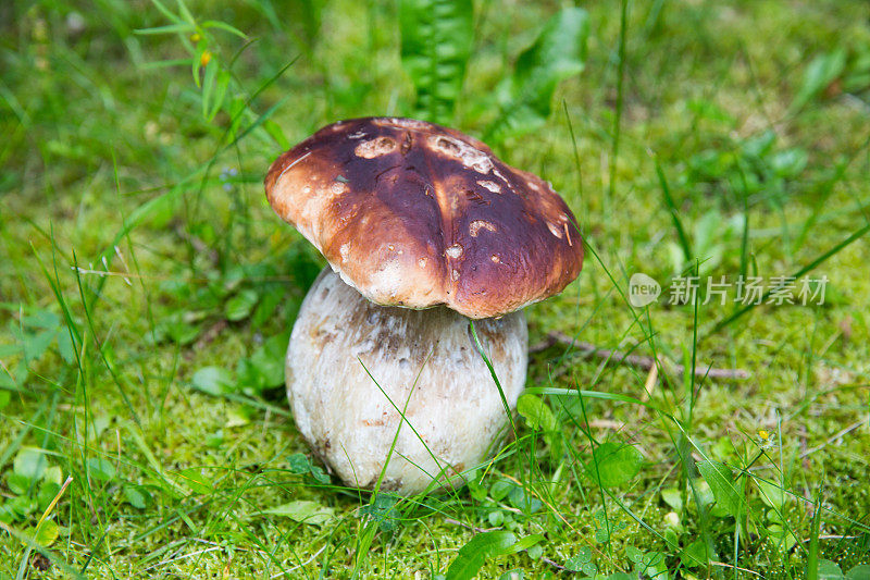 大自然中美丽的山蓬…牛肝菌属菌类可食的……牛肝菌菇