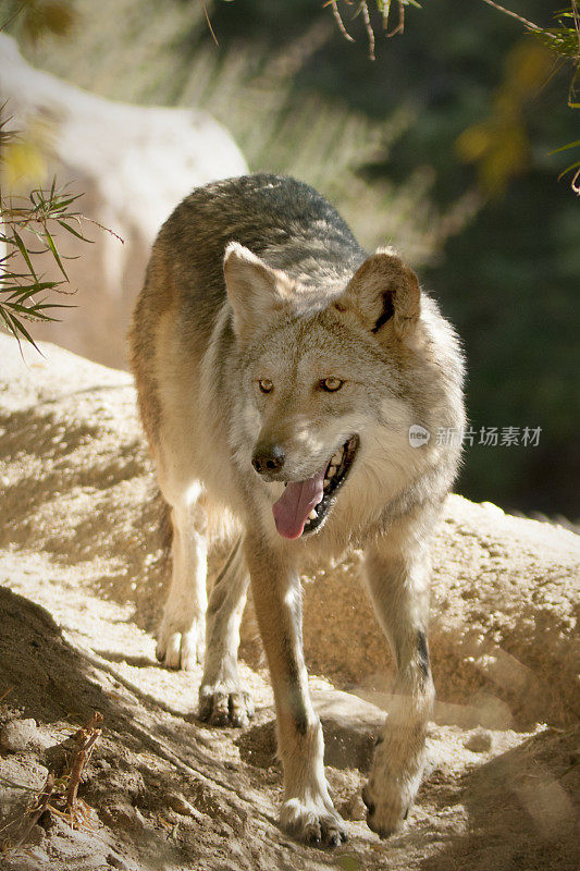 墨西哥狼，犬狼犬