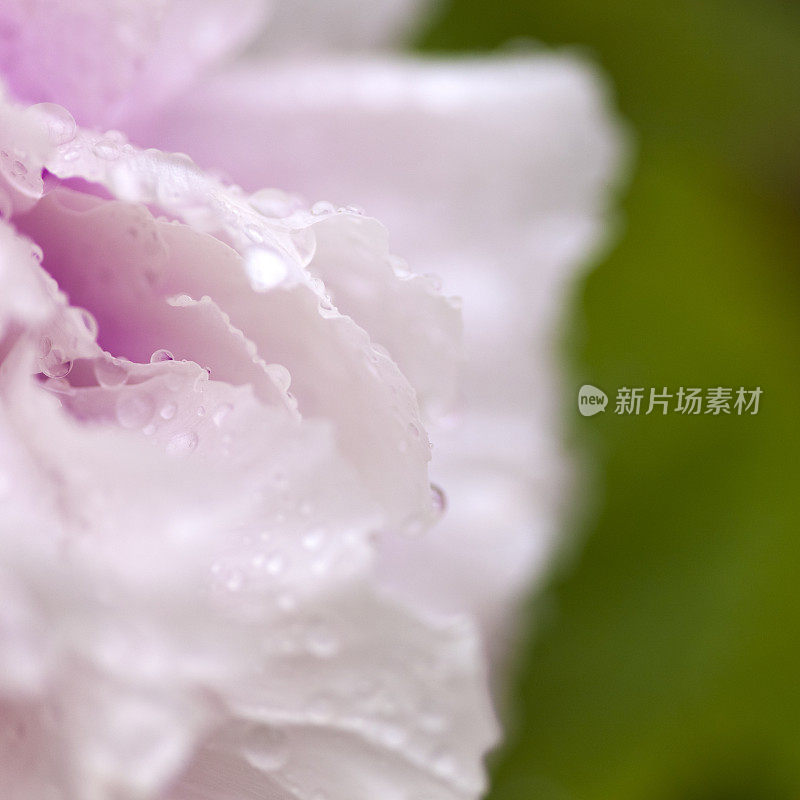 雨滴落在粉红色的花瓣上