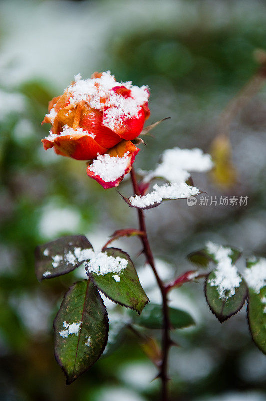 白雪覆盖的玫瑰