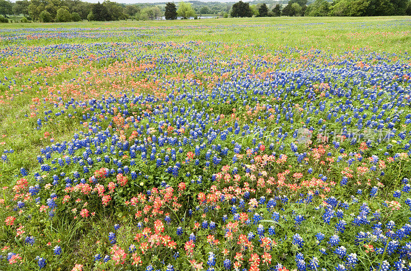 牧场野花