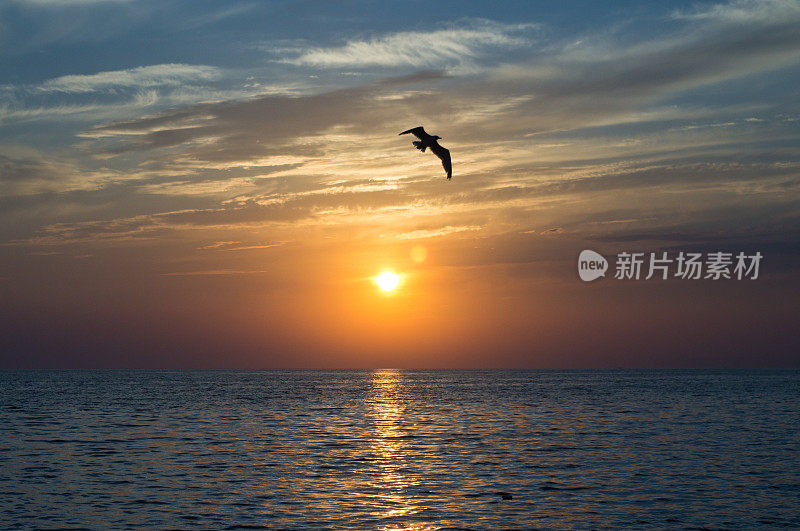 海面上的日落。飞翔的海鸥