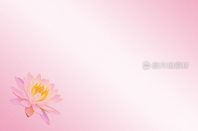 柔焦点荷花或睡莲花在粉色粉彩抽象背景