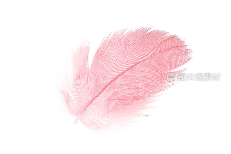 白色背景上的珊瑚粉色羽毛