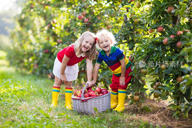 孩子们在水果园里摘苹果