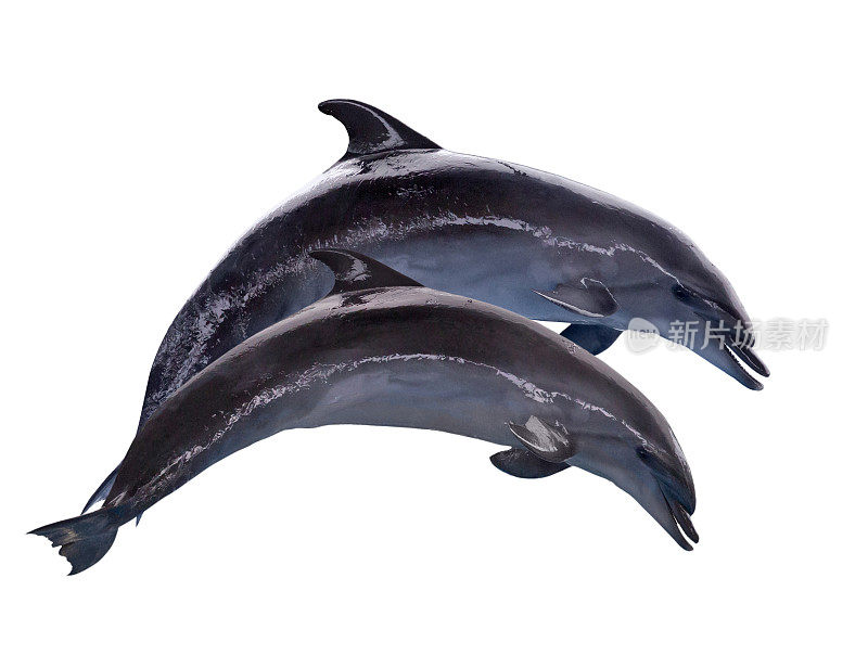 两只深灰色的孤立海豚在跳跃