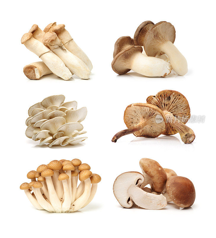 不同的蘑菇在白色的背景上