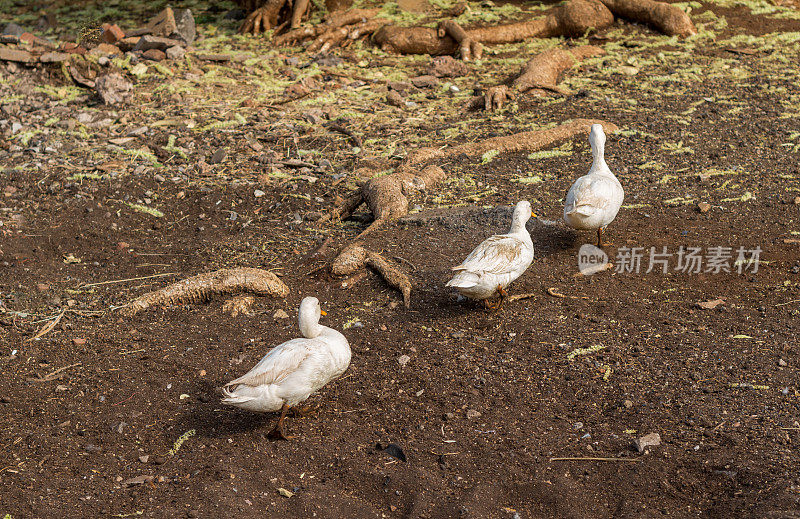 三只肮脏的小鸭子游泳后走在农场的院子里