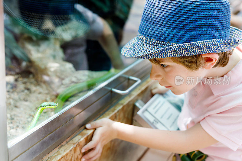 一个小男孩在欣赏水族箱里的绿毒蛇
