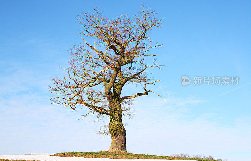 蓝色天空映衬着一棵孤零零的老橡树
