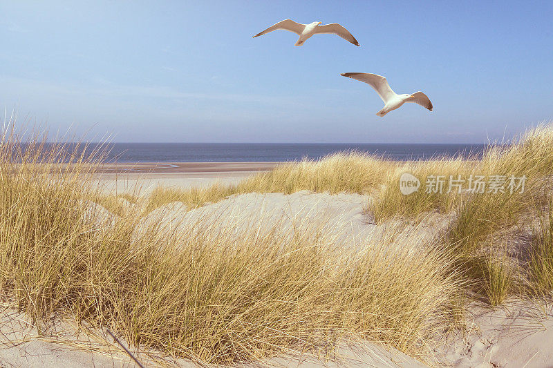 海鸥飞过覆盖着沙滩沙丘的草地，背景是海洋