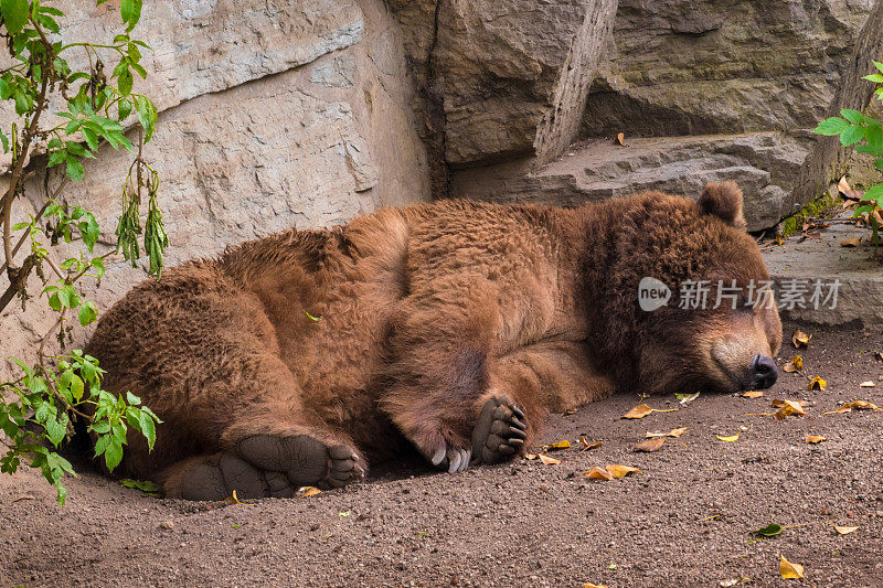 熟睡的灰熊棕色的皮毛使它疲惫而蓬松
