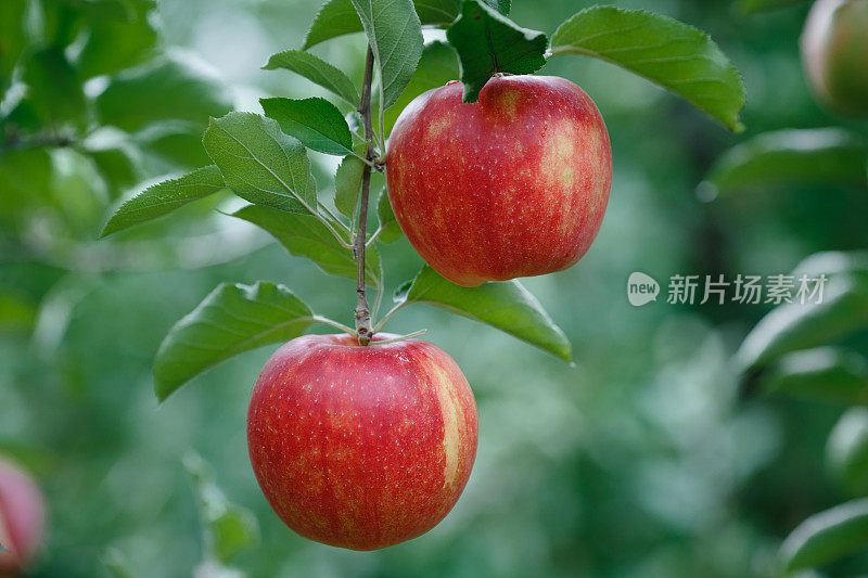 一个有新鲜红苹果的树枝的特写