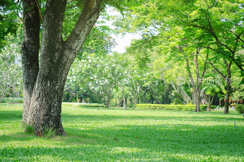 公园内的树木以绿草如茵和阳光，清新的绿色自然为背景。