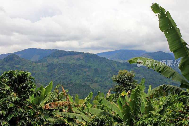 哥伦比亚安蒂奥基亚的埃尔贾丁咖啡种植区附近的咖啡和香蕉植物景观