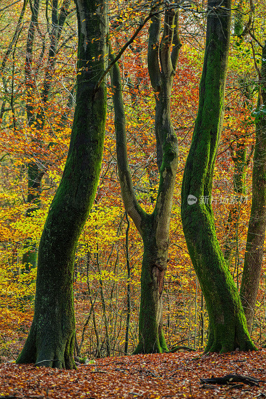 扭曲的树干在秋天的彩色森林山毛榉树