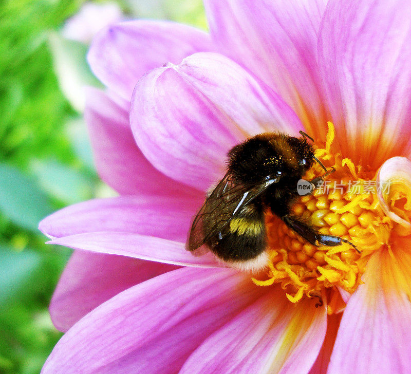 风景优美，粉红色花朵上的大黄蜂的彩色图片，特写。
