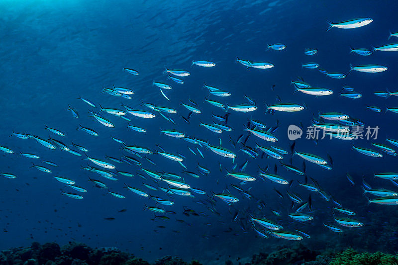 印度尼西亚班达海尼拉岛的蓝色条纹火枪鱼