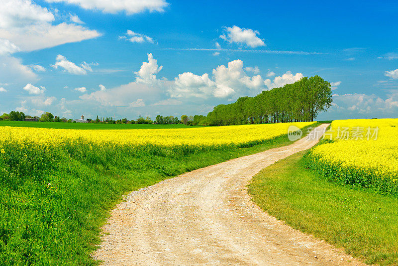 农业道路穿过油菜籽盛开的田野，蓝天白云