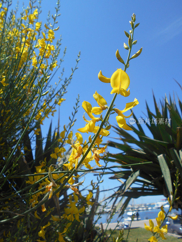 金雀花，地中海灌木，通常被称为西班牙金雀花或编织金雀花