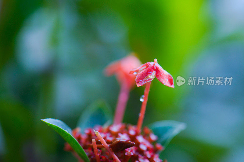 植物与露珠特写。自然背景