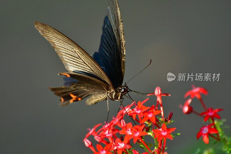 杉木花与蝴蝶