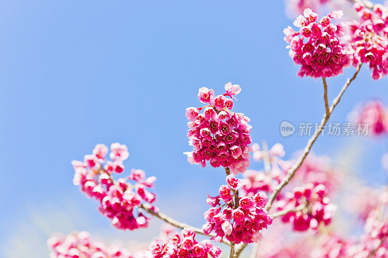 粉红色的樱花在春天盛开