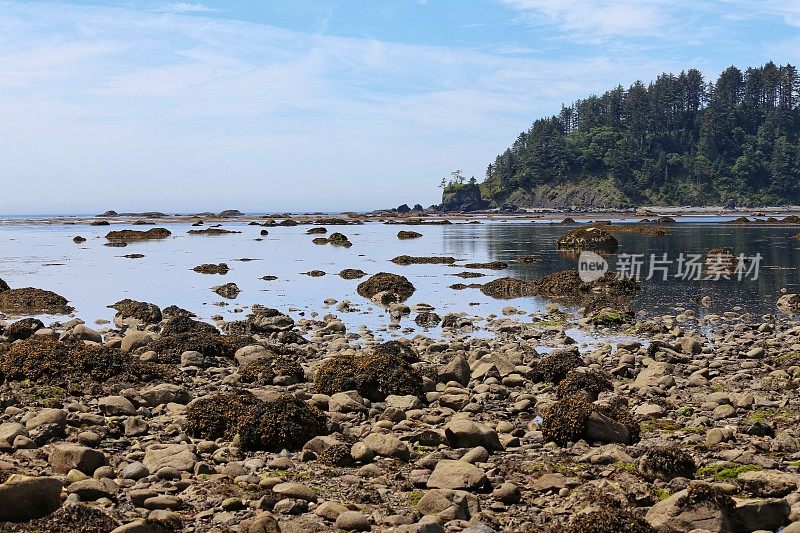 宁静的角阿拉瓦，奥林匹克海岸，华盛顿，海藻，岩石，天空反射