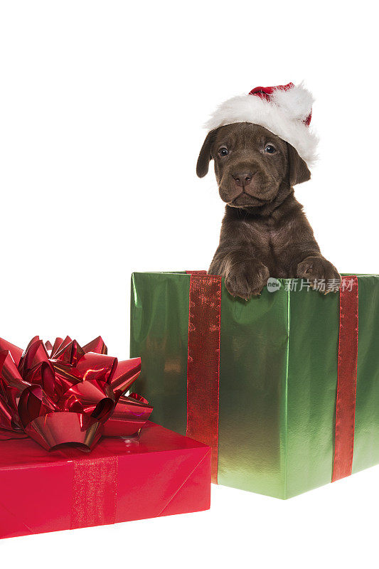 一只巧克力色的拉布拉多小狗戴着圣诞帽坐在礼品盒里——5周大
