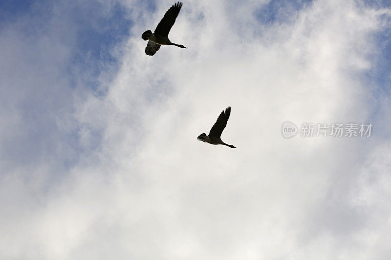 在不列颠哥伦比亚多云的天空上，两只飞翔的加拿大鹅的剪影