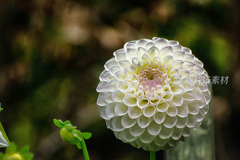 大丽花