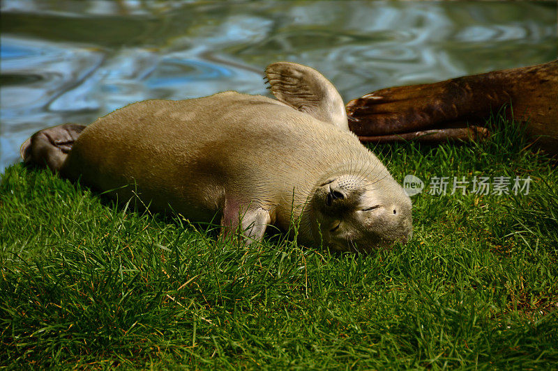 新生的海豹躺在水边