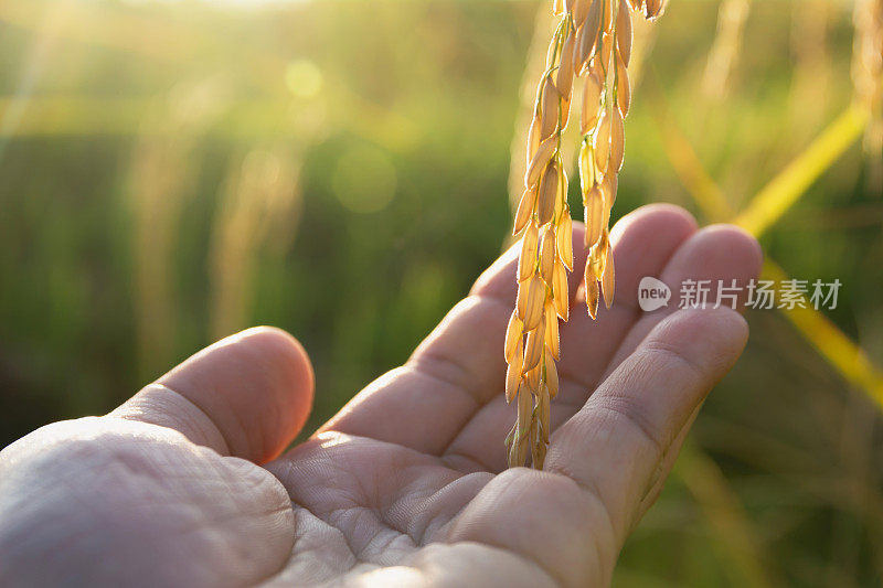 清晨在稻田里，男人的手触摸着稻子。