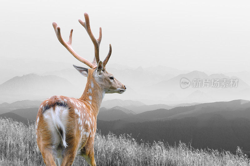 黑白摄影与彩色鹿