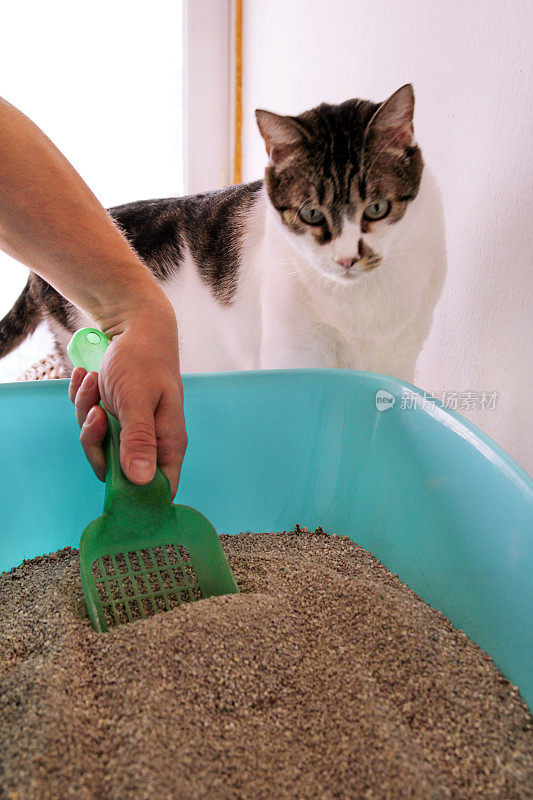 清洁猫砂盒。手正在用绿色铲清洁猫砂盒。厕所猫，洗沙猫。男人的手和猫砂盒。一只猫在蓝色的猫砂盒里看着自己的便便。