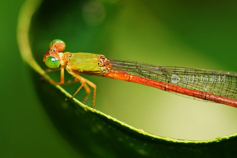 靠近蜻蜓和透明的翅膀在曲线的叶子。