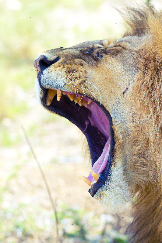 雄狮怒吼的肖像。