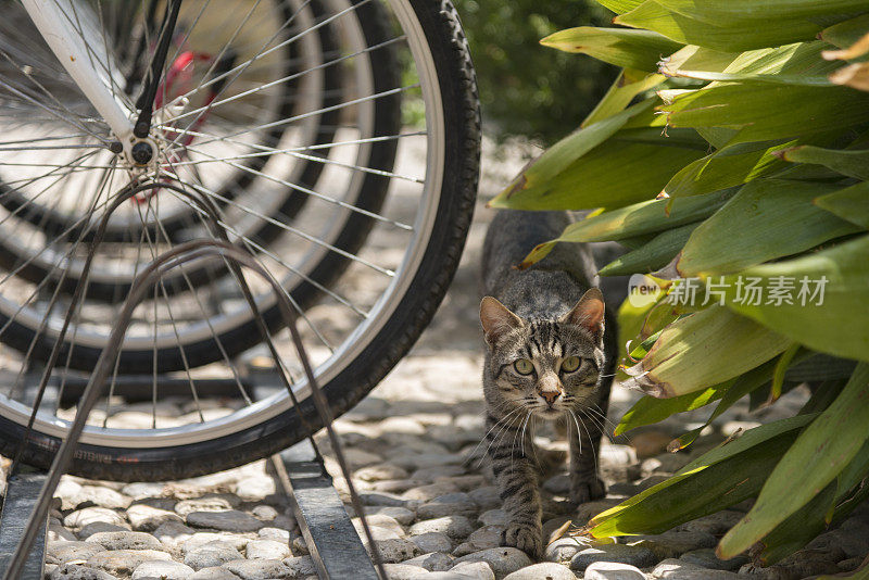 流浪猫和自行车架上的自行车轮子