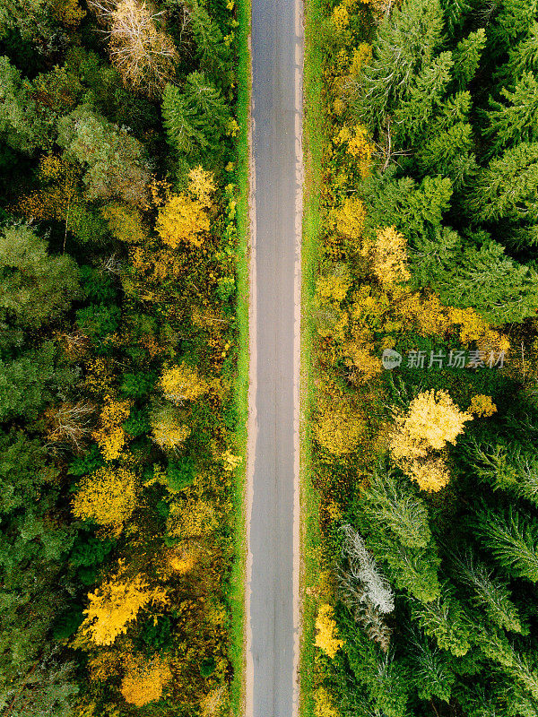路在秋天森林鸟瞰图