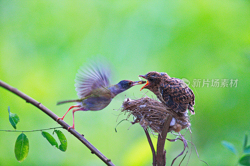 雌红衣主教一边喂她的雏鸟，一边站在它们在绿色灌木丛中筑巢的地方。