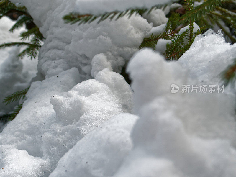 雪落在冷杉树枝上